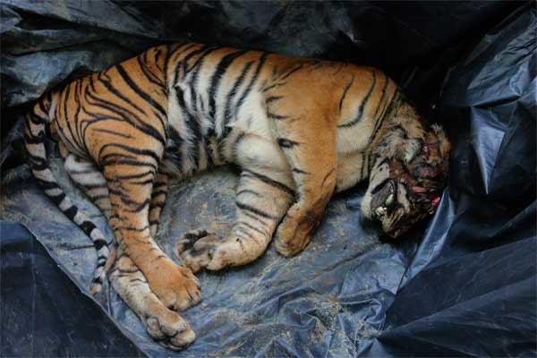 Harimau Sumatera Diambang Punah Akibat Pembalakan Liar